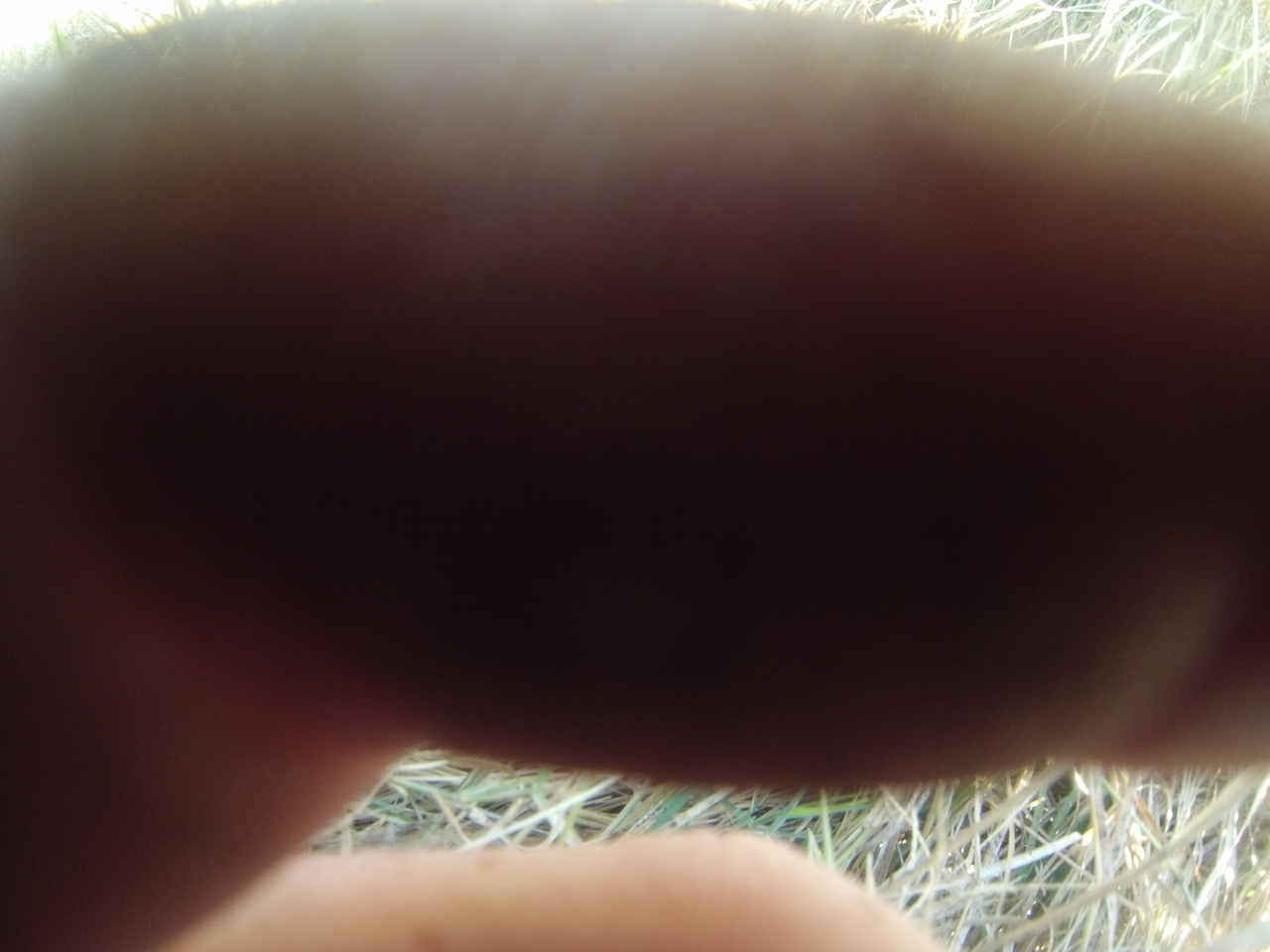 [25371] 2016_06_30_15_00_39_Africa_Hero3-Silver_Edition_IMG__01946.jpg