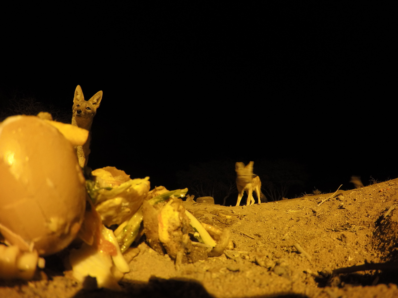 [10180] 2016_06_23_19_01_16_Africa_HERO4_Silver_IMG__00026.jpg