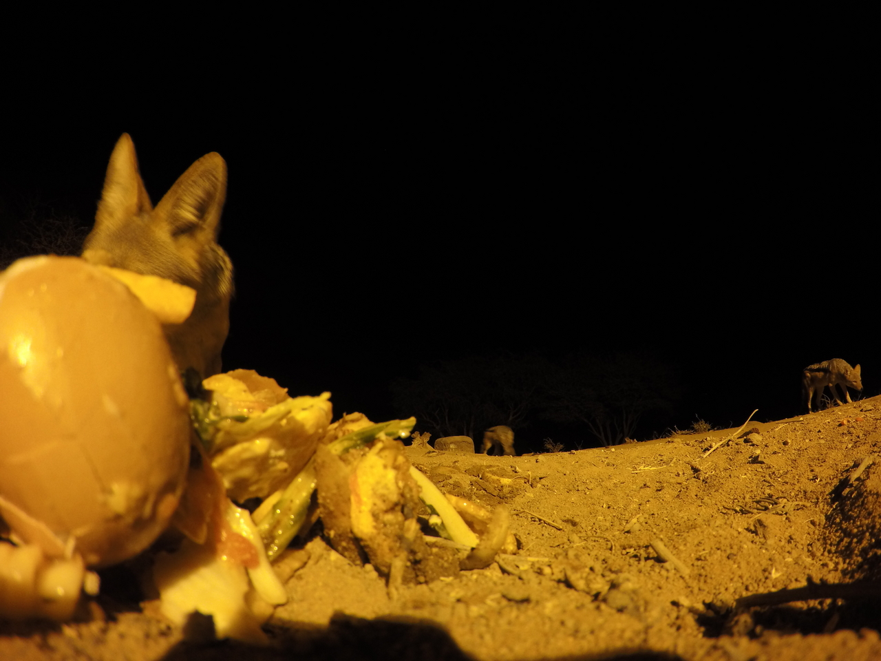 [10192] 2016_06_23_19_01_26_Africa_HERO4_Silver_IMG__00028.jpg