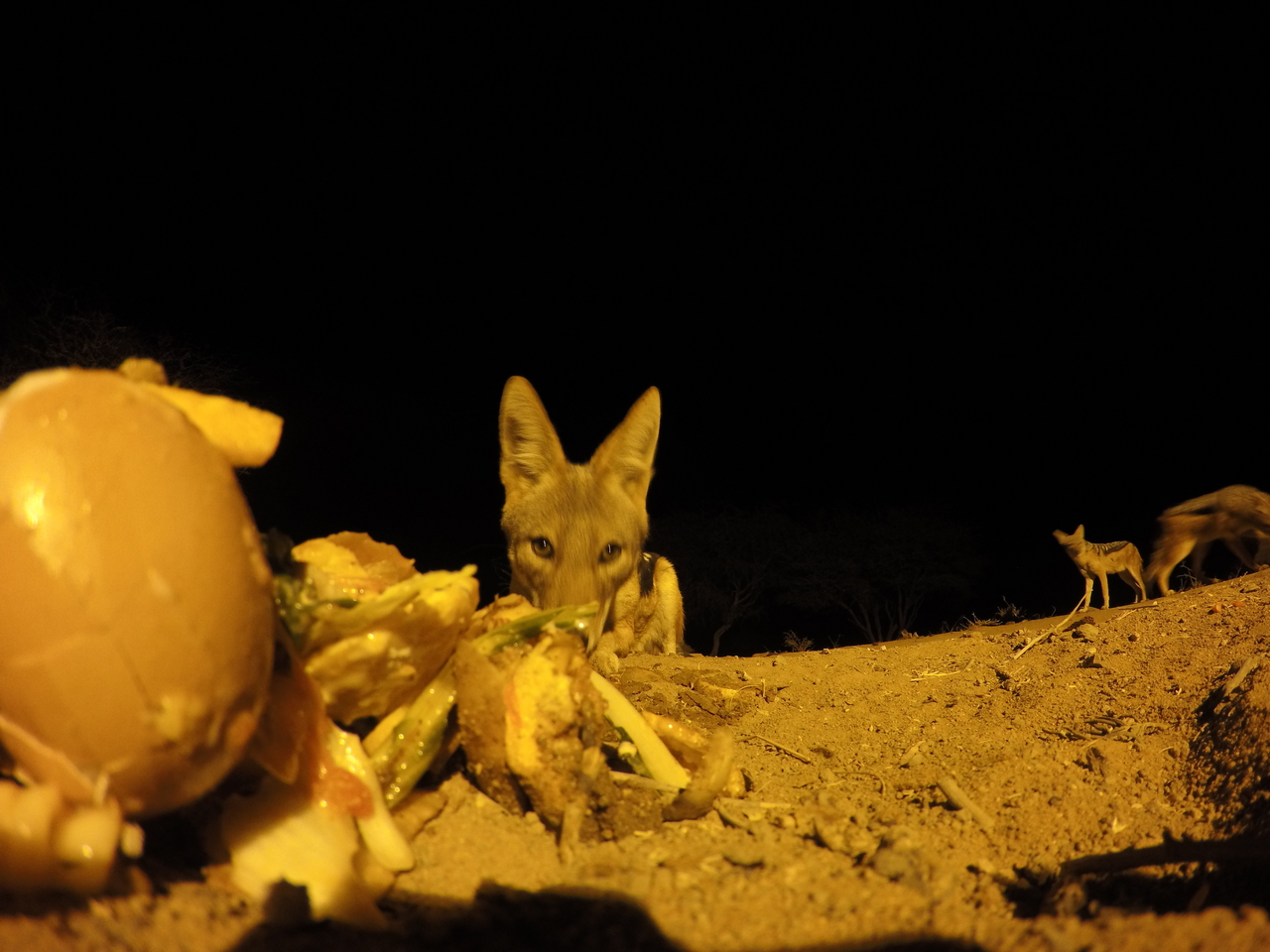 [10205] 2016_06_23_19_01_36_Africa_HERO4_Silver_IMG__00030.jpg