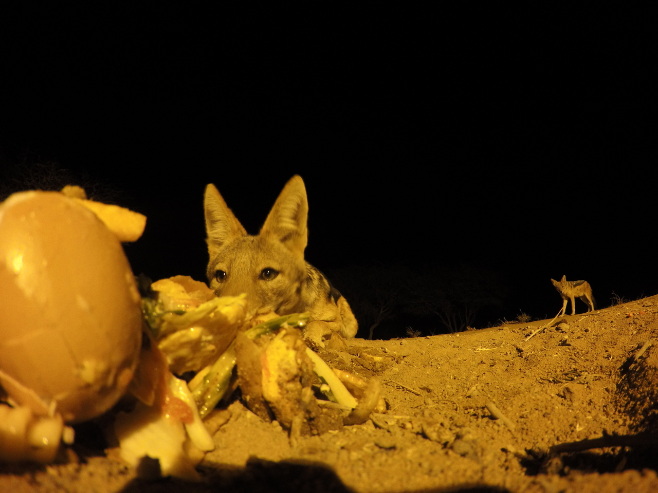 [10210] 2016_06_23_19_01_41_Africa_HERO4_Silver_IMG__03886.jpg