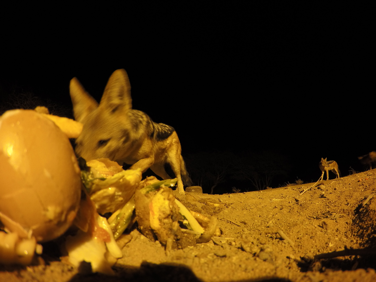 [10222] 2016_06_23_19_01_51_Africa_HERO4_Silver_IMG__00033.jpg