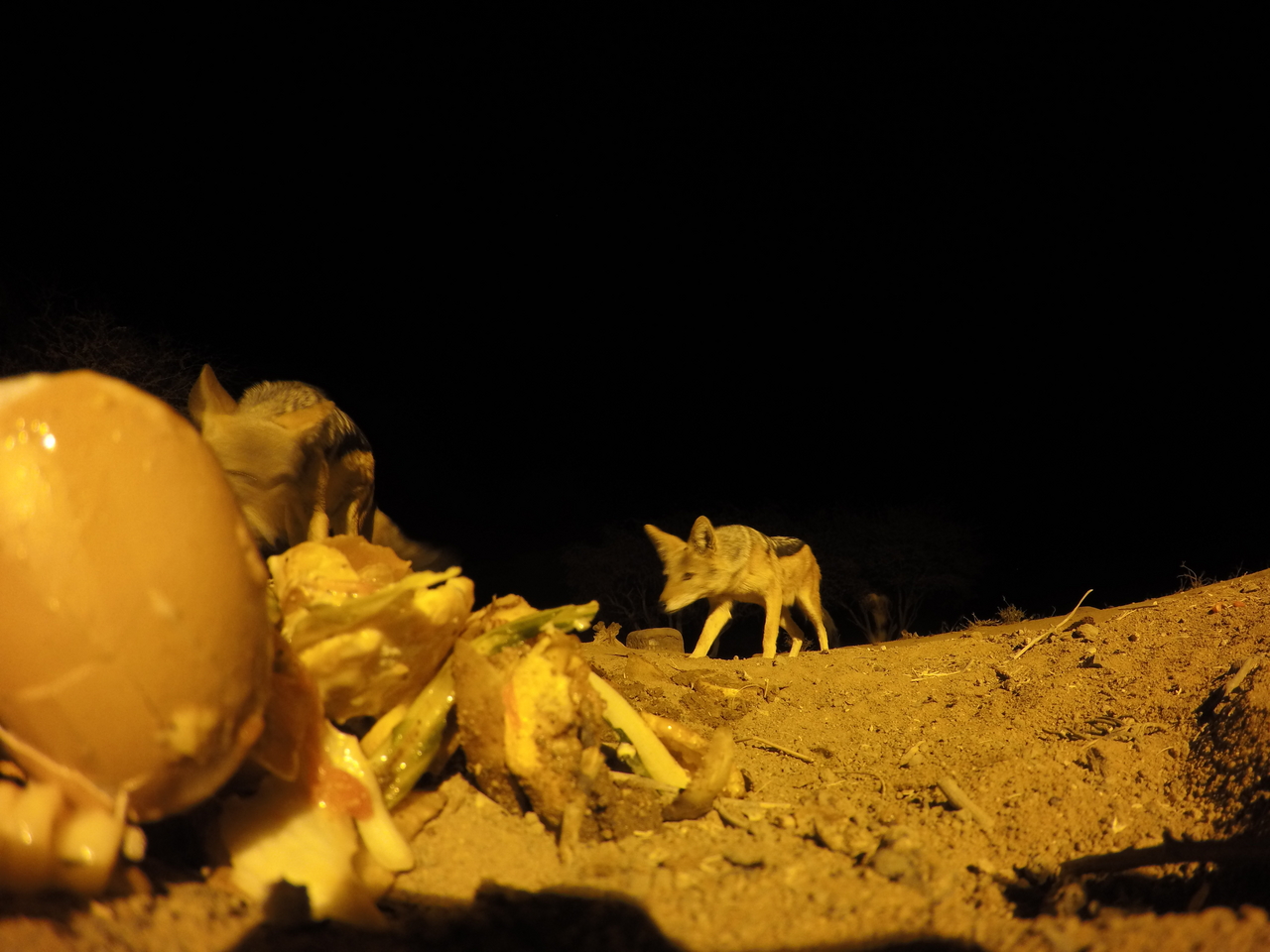 [10276] 2016_06_23_19_02_36_Africa_HERO4_Silver_IMG__00042.jpg