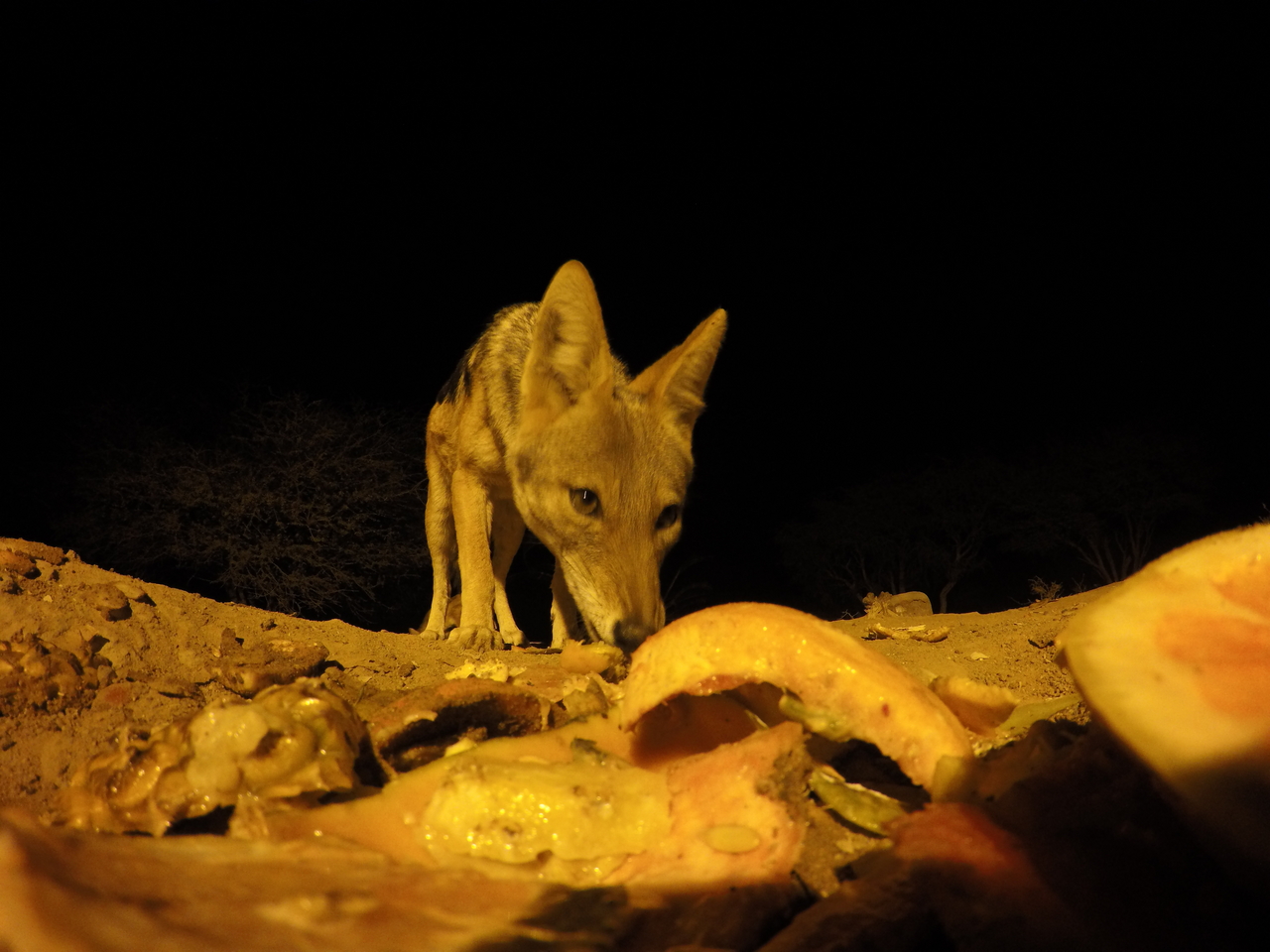 [10465] 2016_06_23_19_05_41_Africa_HERO4_Silver_IMG__03934.jpg