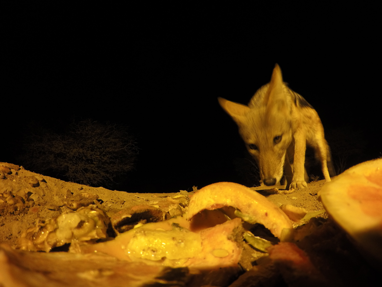 [10520] 2016_06_23_19_06_41_Africa_HERO4_Silver_IMG__00091.jpg