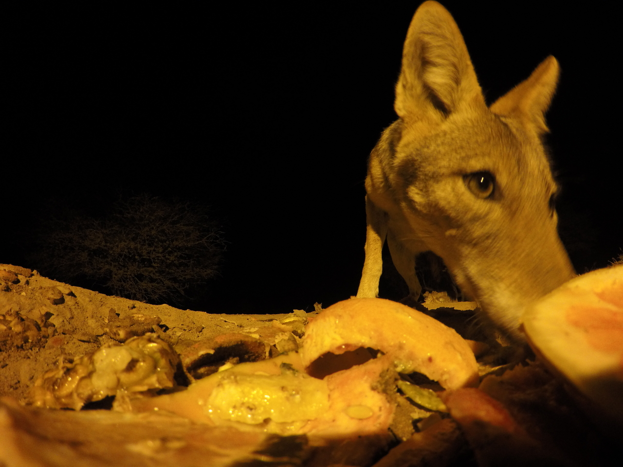 [10534] 2016_06_23_19_06_56_Africa_HERO4_Silver_IMG__00094.jpg