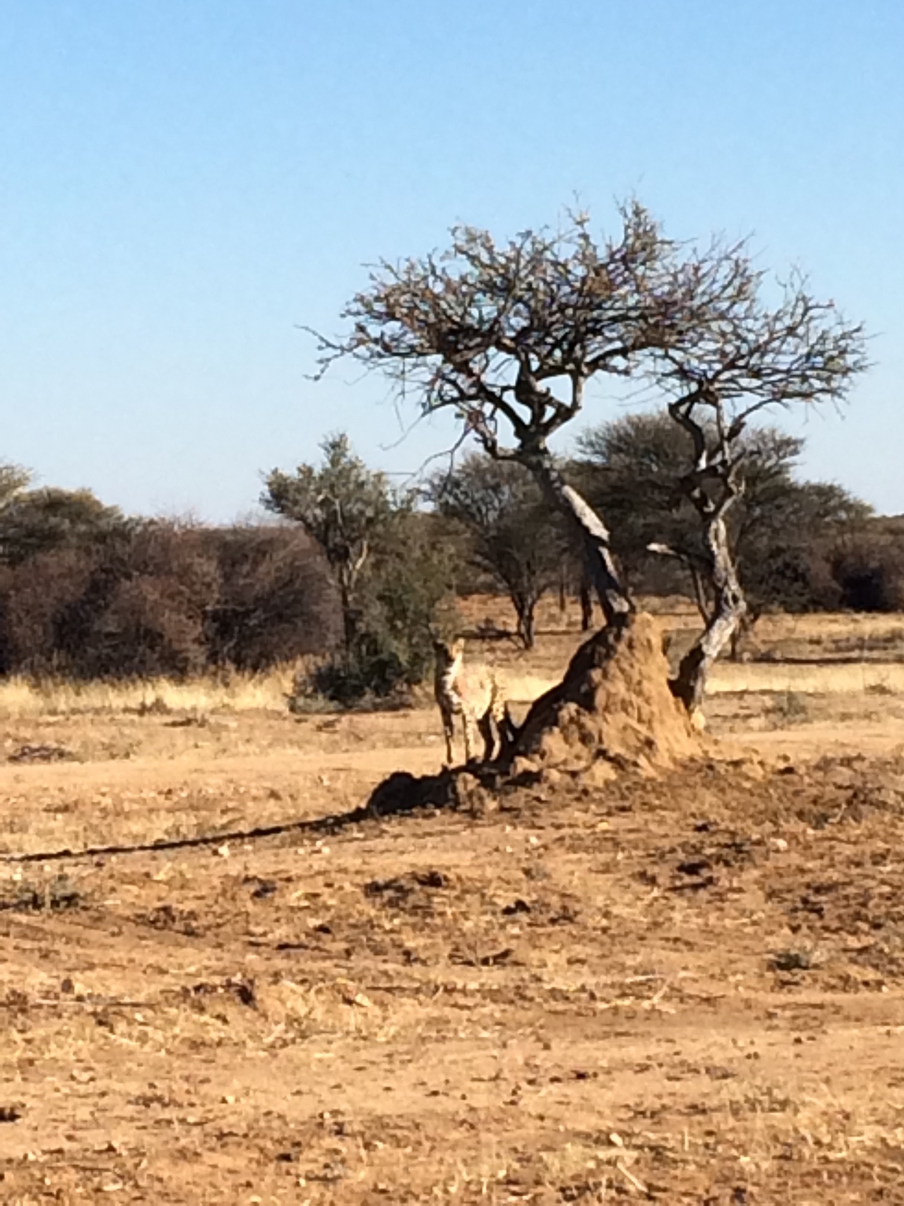 [1192] 2016_06_22_02_55_55_Africa_iPhone_5s_IMG__05767.jpg