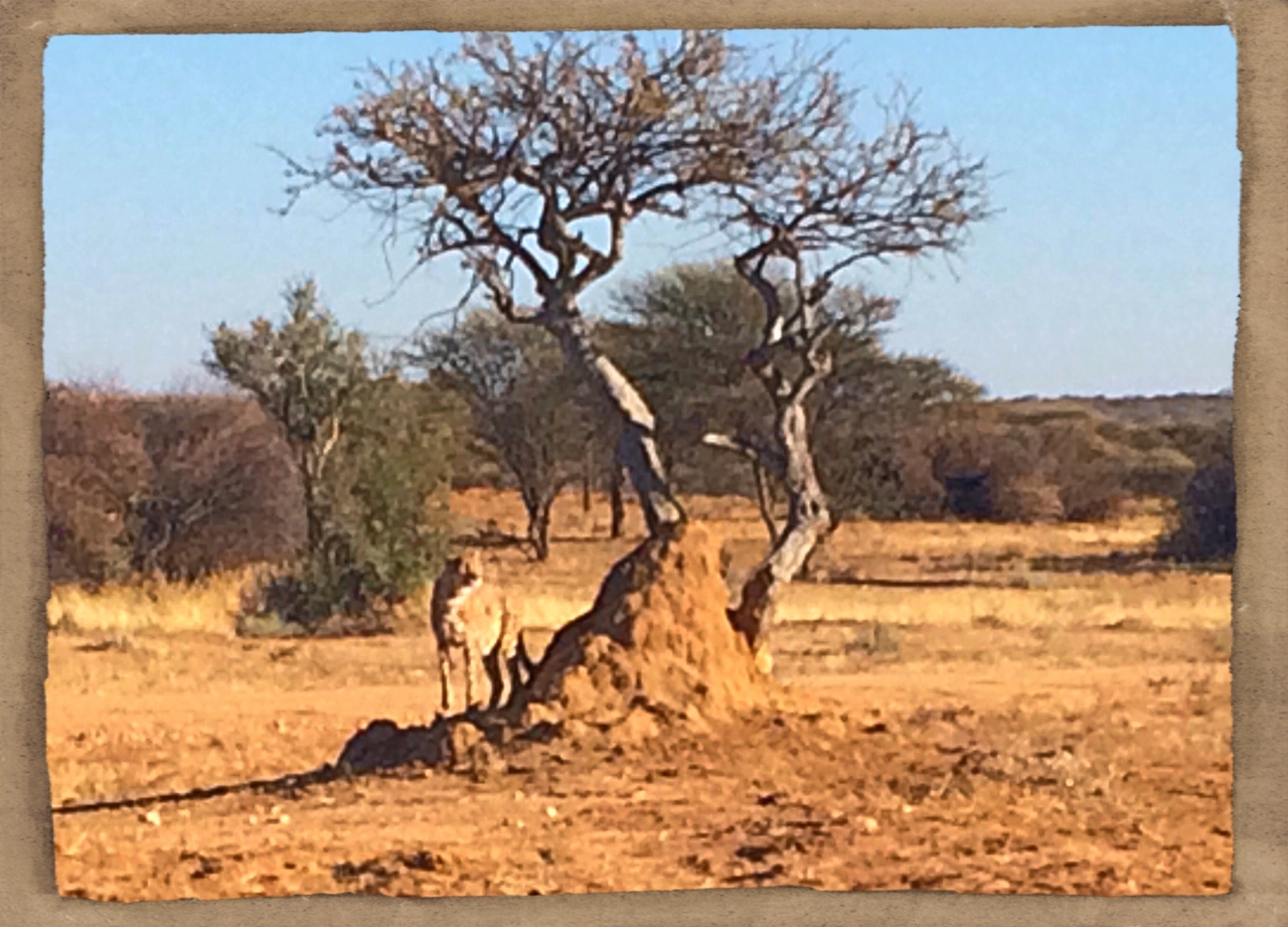 [1200] 2016_06_22_02_56_05_Africa_iPhone_5s_IMG__00165.jpg
