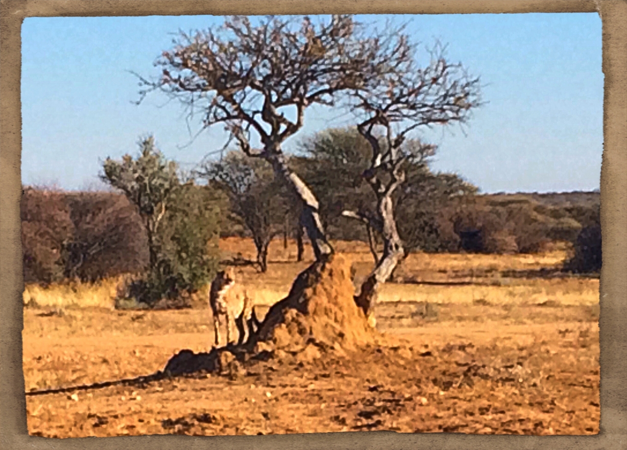 [1204] 2016_06_22_02_56_05_Africa_iPhone_5s_IMG__05781.jpg