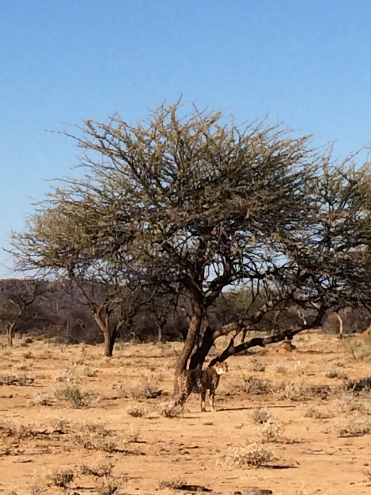 [1638] 2016_06_22_03_14_09_Africa_iPhone_5s_IMG_8059_05772.jpg