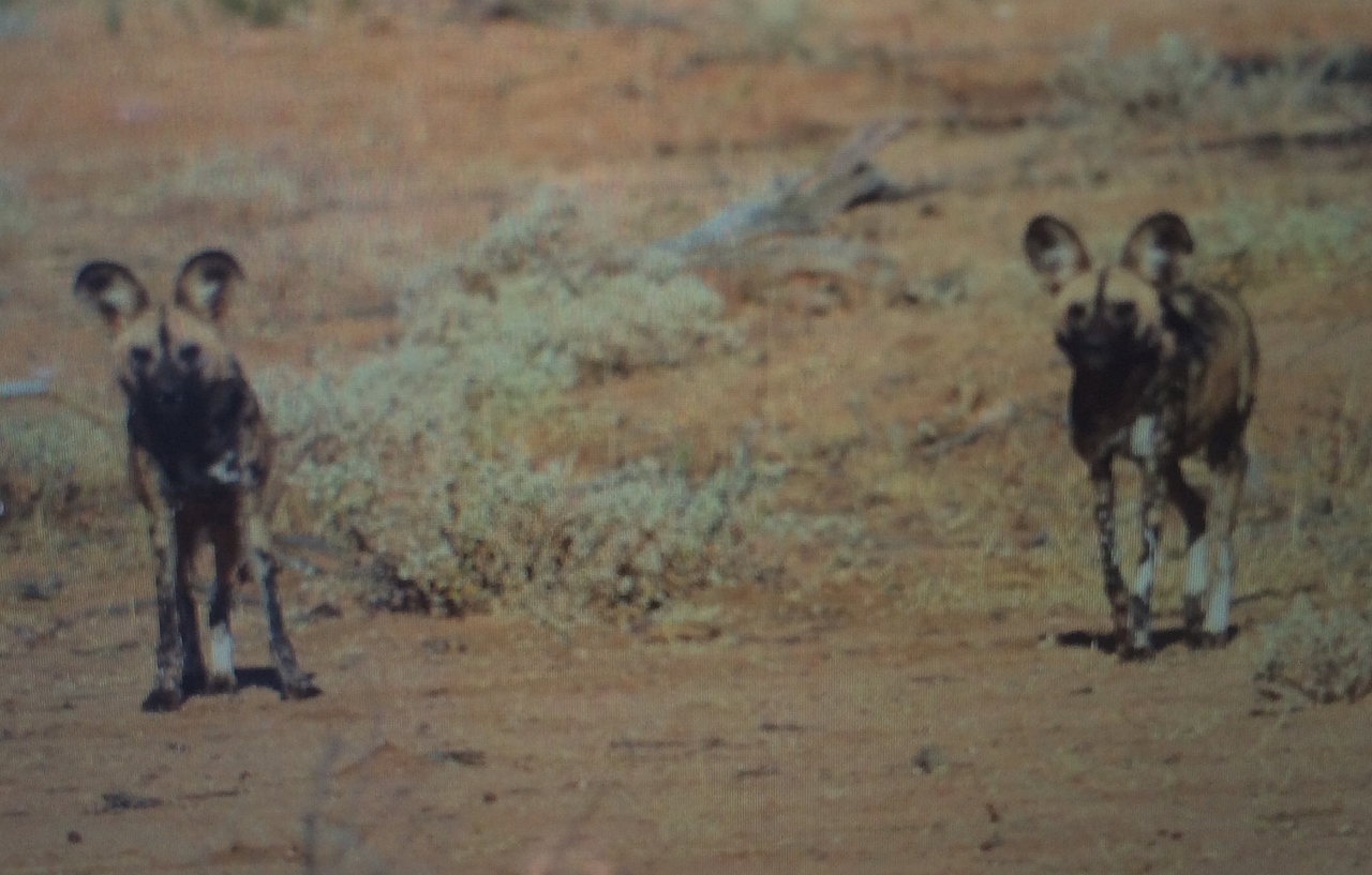 [1814] 2016_06_22_03_24_58_Africa_iPhone_5s_IMG_8061_00162.jpg