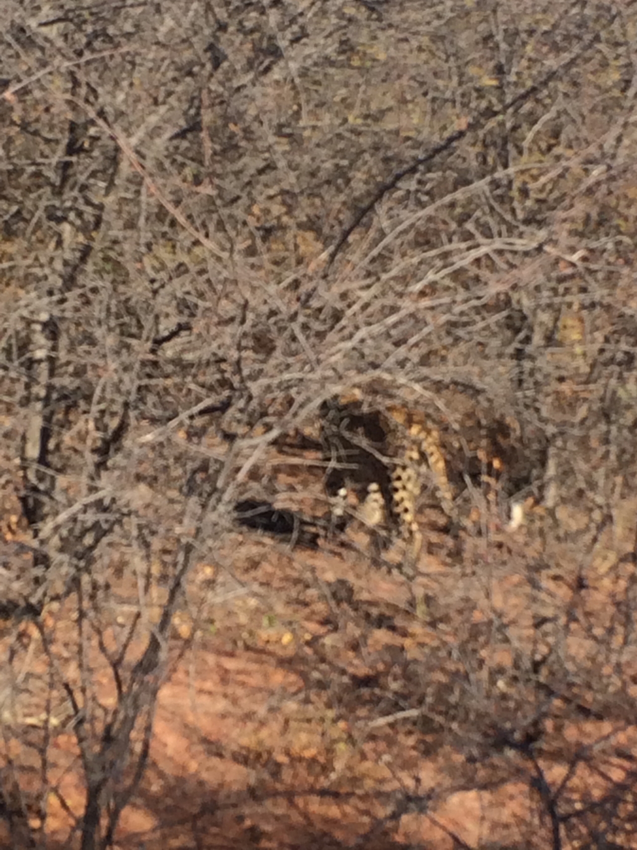 [2130] 2016_06_22_04_07_59_Africa_iPhone_5s_IMG__05783.jpg