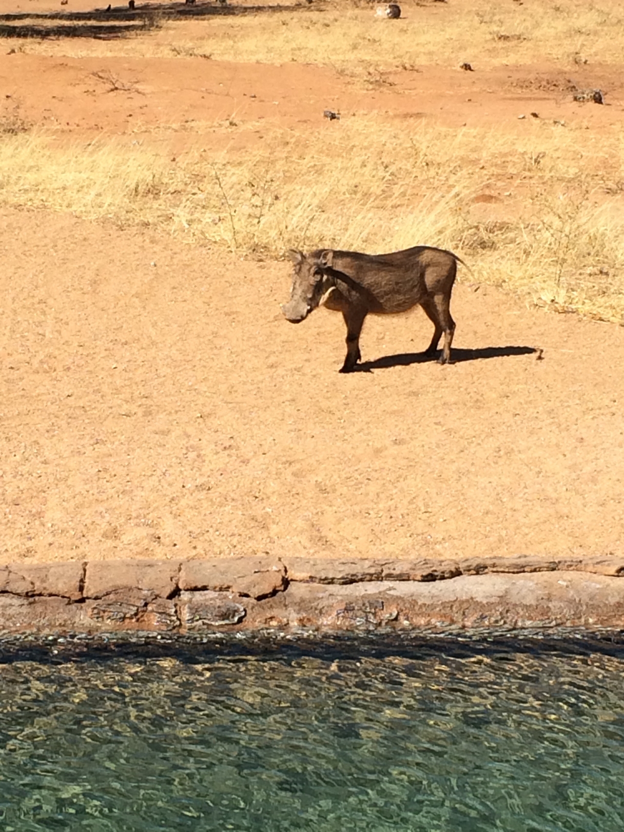 [2161] 2016_06_22_05_53_20_Africa_iPhone_5s_IMG__05791.jpg