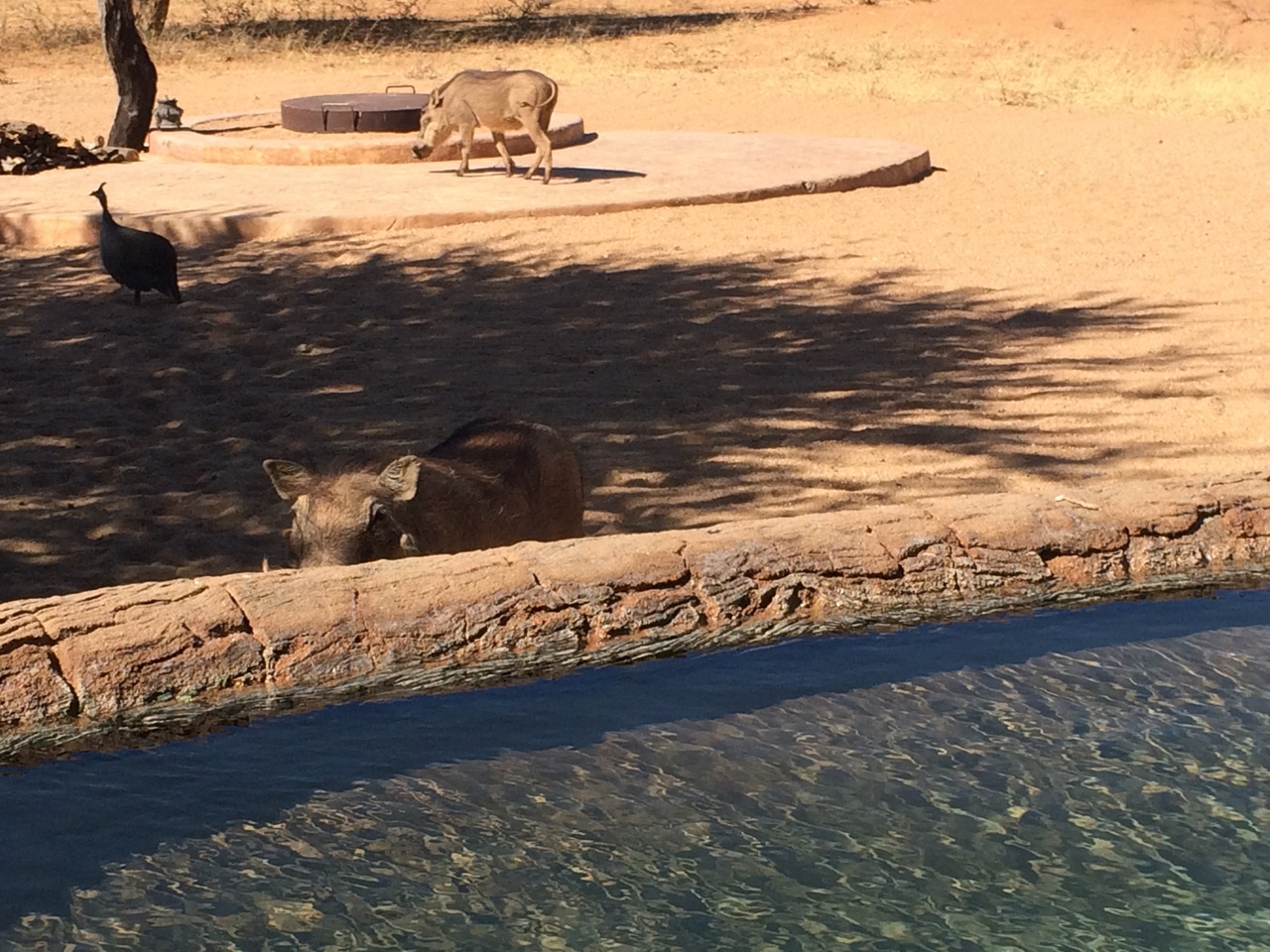 [2168] 2016_06_22_05_53_46_Africa_iPhone_5s_IMG__00181.jpg