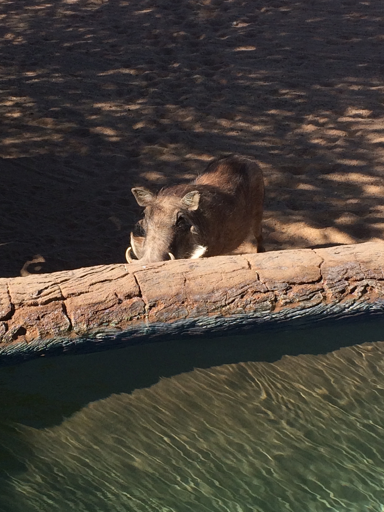 [2171] 2016_06_22_05_53_53_Africa_iPhone_5s_IMG_8071_05796.jpg