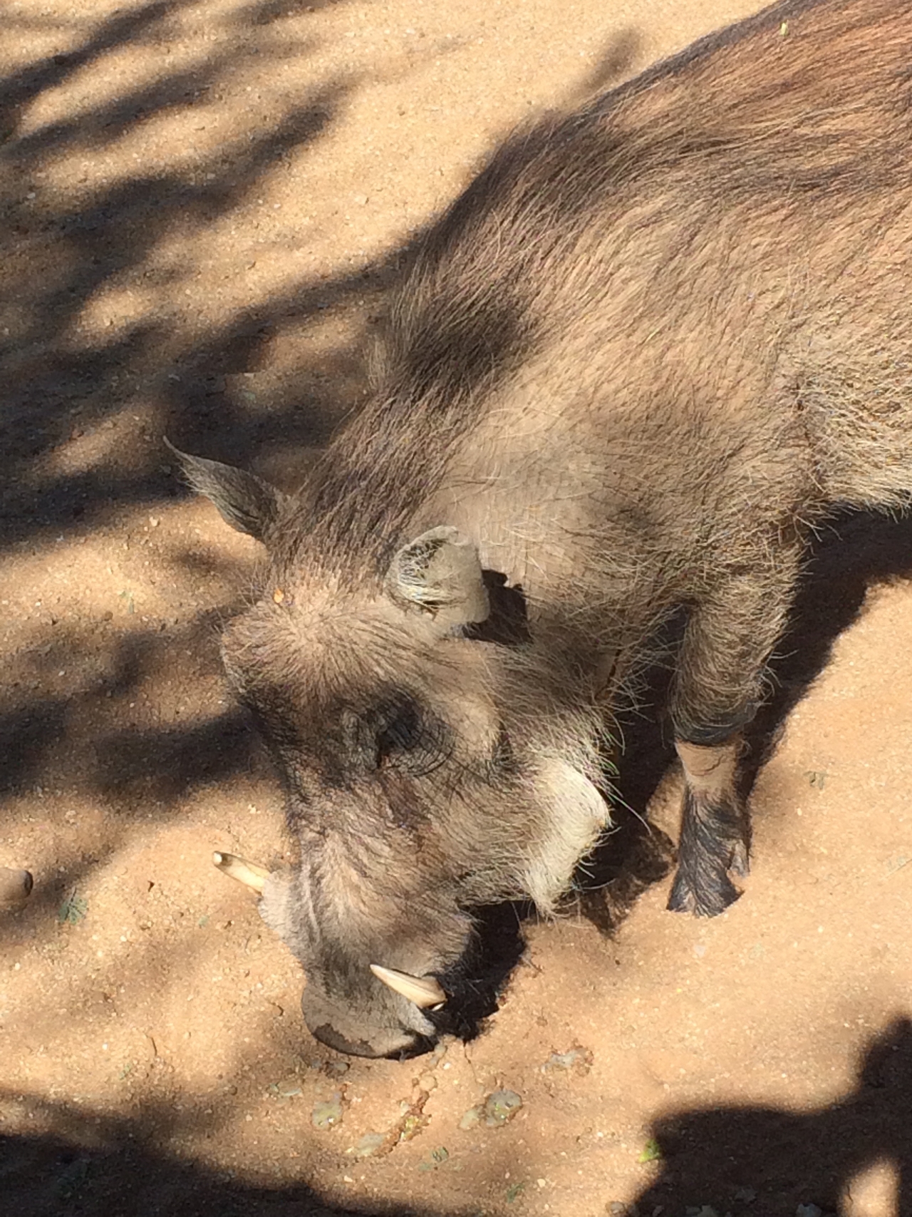 [2182] 2016_06_22_06_00_05_Africa_iPhone_5s_IMG__00187.jpg