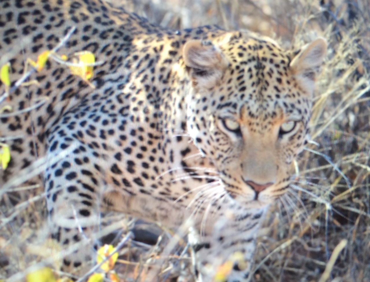 [2216] 2016_06_22_07_04_28_Africa_iPhone_5s_IMG_8081_00198.jpg