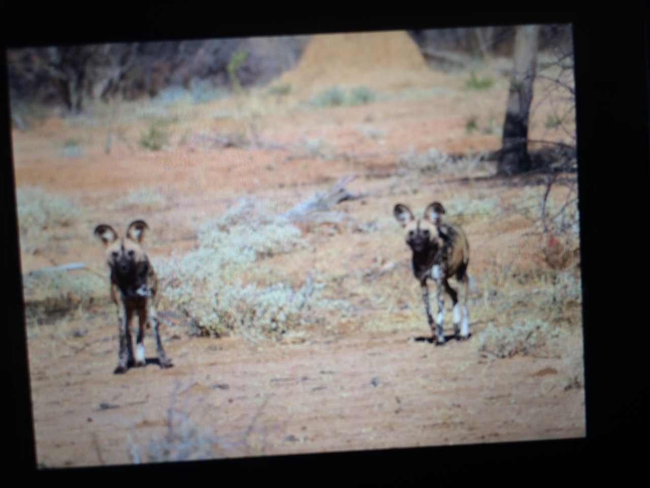 [2220] 2016_06_22_07_06_01_Africa_iPhone_5s_IMG_8082_00200.jpg