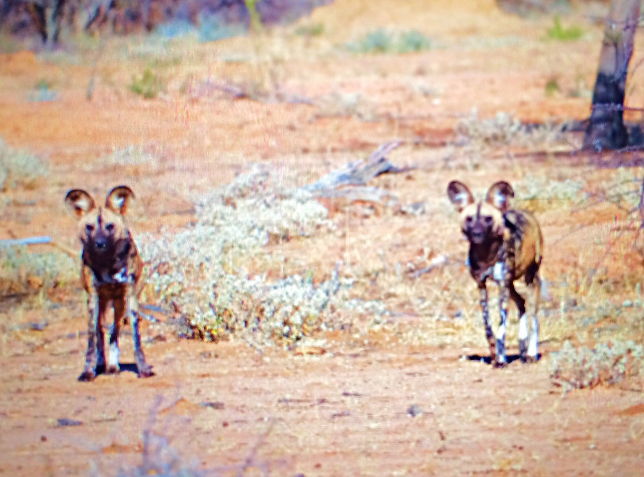 [2226] 2016_06_22_07_06_09_Africa_iPhone_5s_IMG_8084_00204.jpg