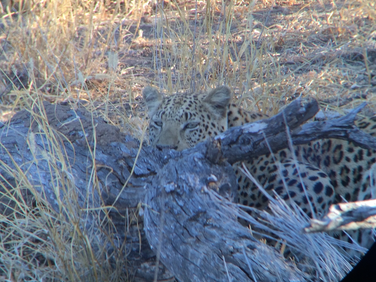 [3010] 2016_06_22_11_18_26_Africa_iPhone_5s_IMG_8096_00218.jpg