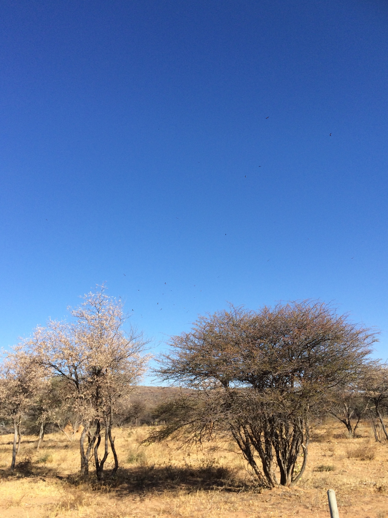 [5370] 2016_06_23_09_56_57_Africa_iPhone_5s_IMG_8171_00298.jpg