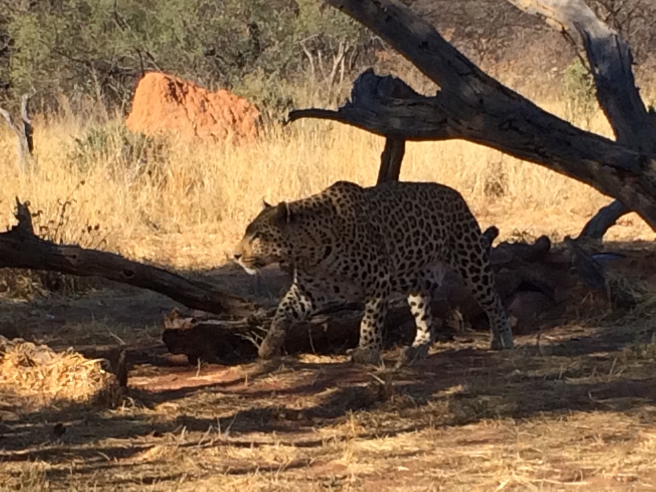 [5530] 2016_06_23_10_16_39_Africa_iPhone_5s_IMG__05919.jpg