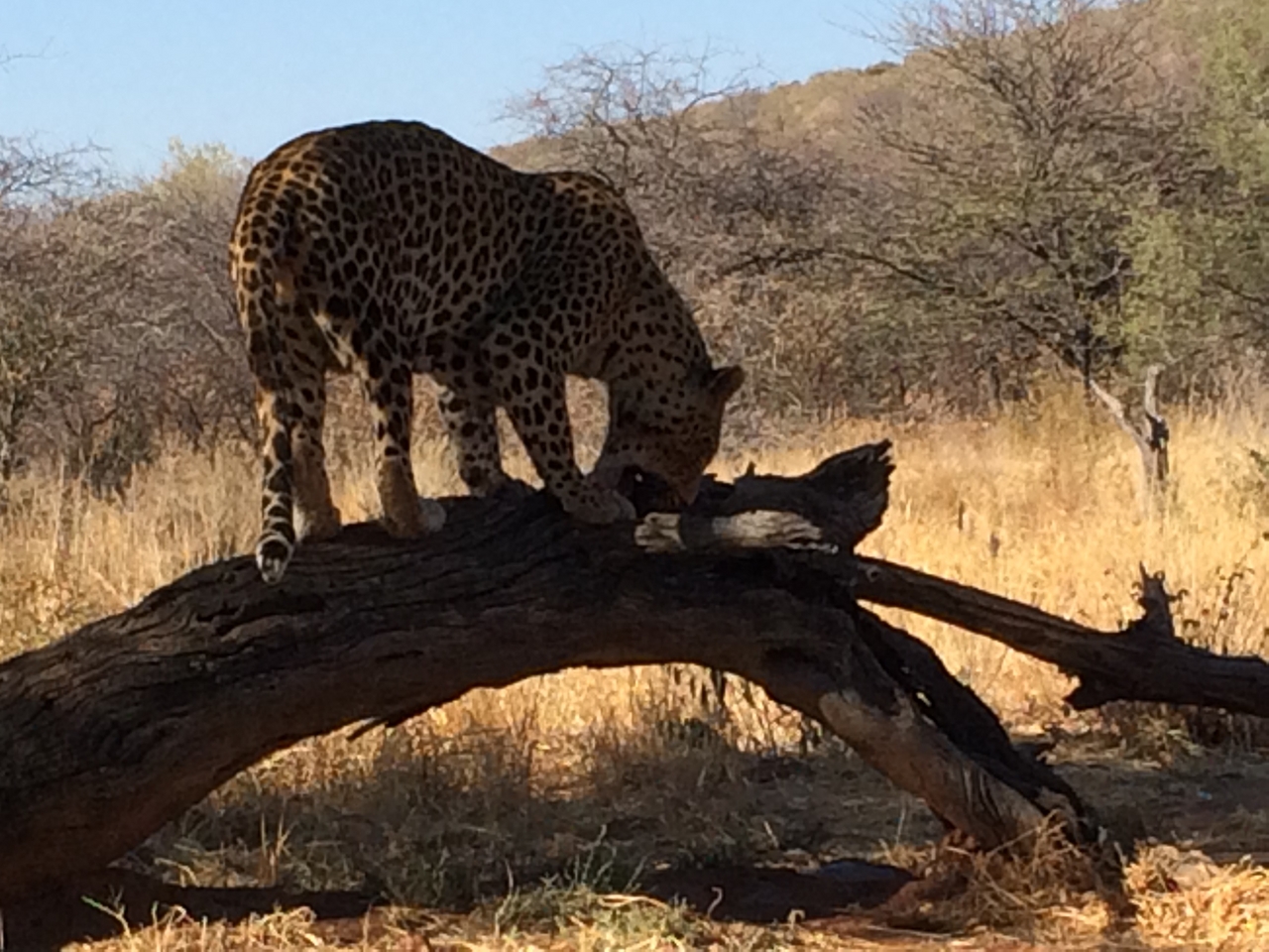 [5532] 2016_06_23_10_16_43_Africa_iPhone_5s_IMG_8175_05920.jpg