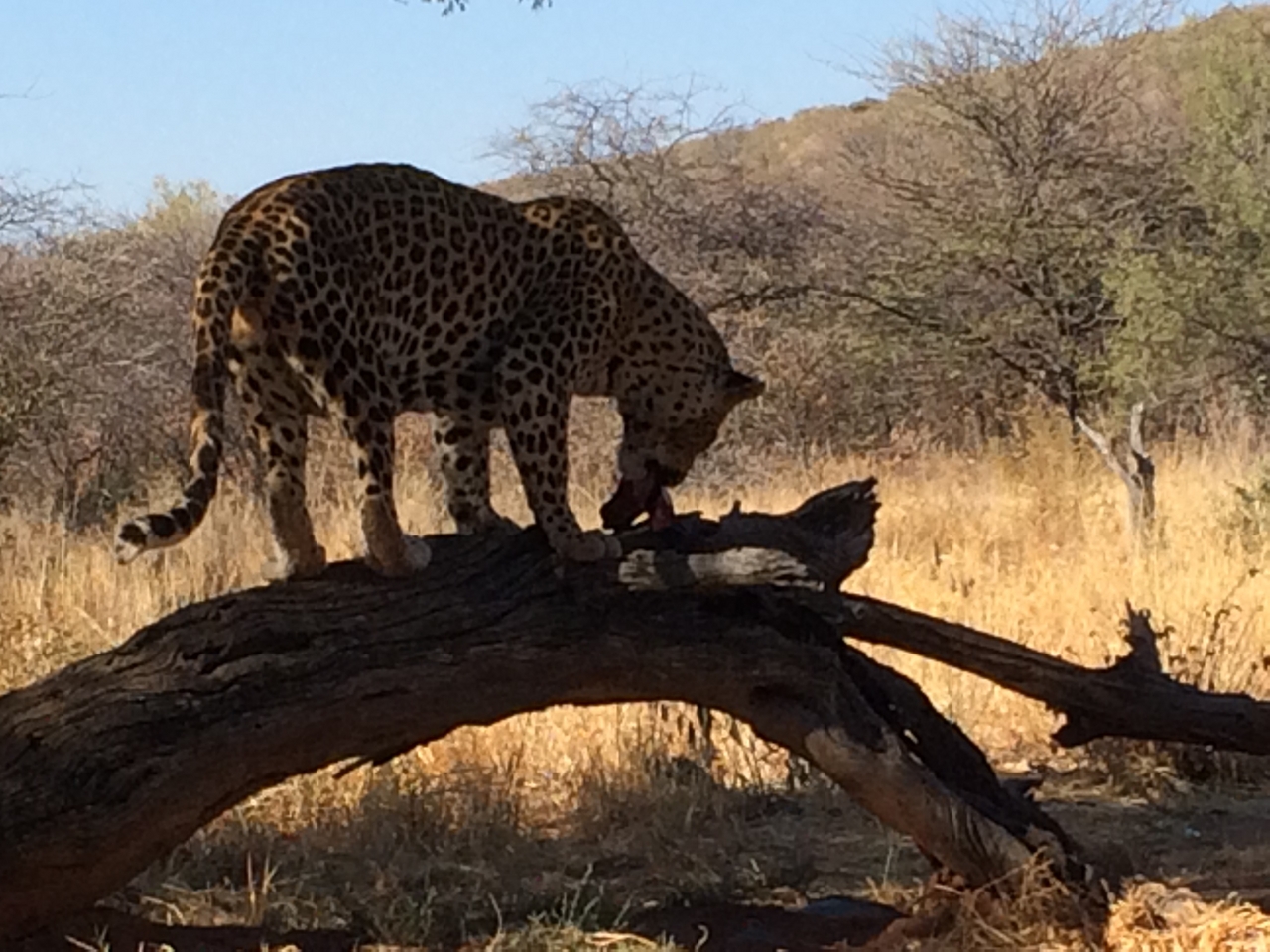 [5538] 2016_06_23_10_16_44_Africa_iPhone_5s_IMG__05923.jpg