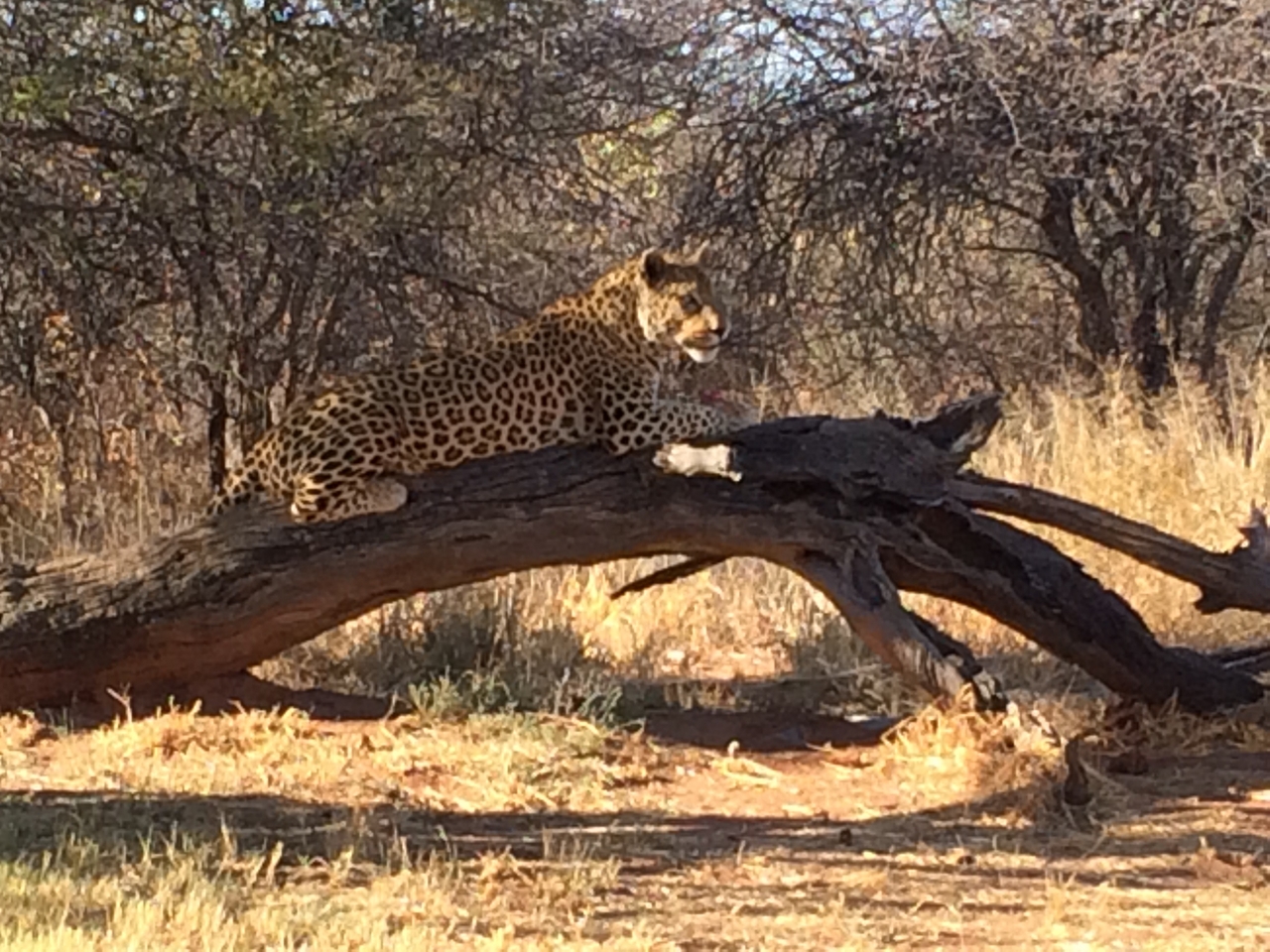 [5638] 2016_06_23_10_23_52_Africa_iPhone_5s_IMG__05931.jpg