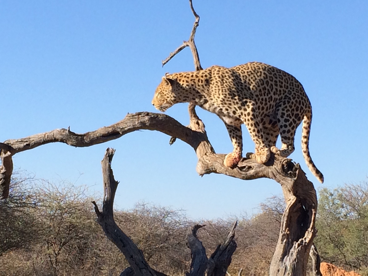 [5824] 2016_06_23_10_26_45_Africa_iPhone_5s_IMG_8185_05934.jpg
