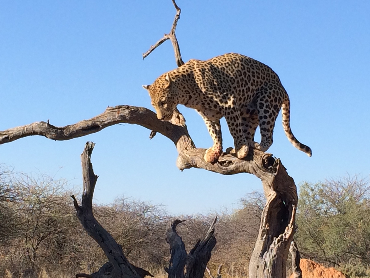 [5828] 2016_06_23_10_26_48_Africa_iPhone_5s_IMG_8186_05936.jpg