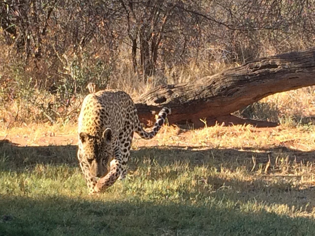 [6033] 2016_06_23_10_30_09_Africa_iPhone_5s_IMG_8188_00326.jpg