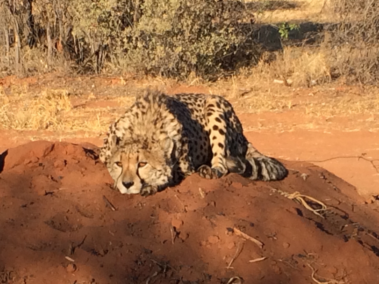 [7106] 2016_06_23_11_13_50_Africa_iPhone_5s_IMG__05981.jpg