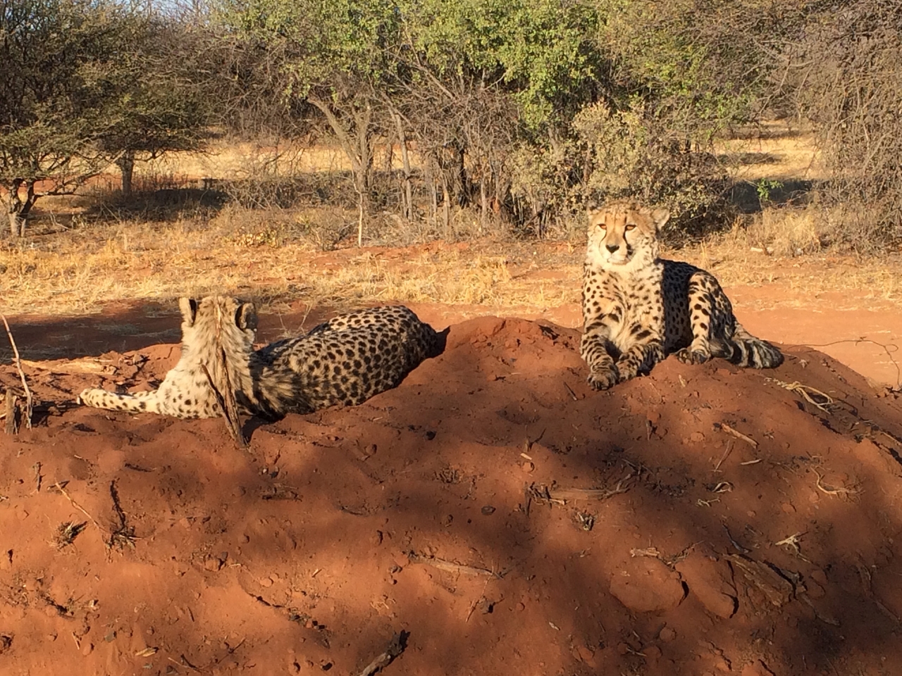 [7124] 2016_06_23_11_15_08_Africa_iPhone_5s_IMG_8220_05990.jpg