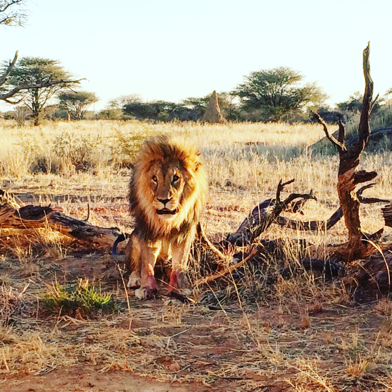 [8439] 2016_06_23_11_54_25_Africa_iPhone_5s_IMG_8404_06256.jpg