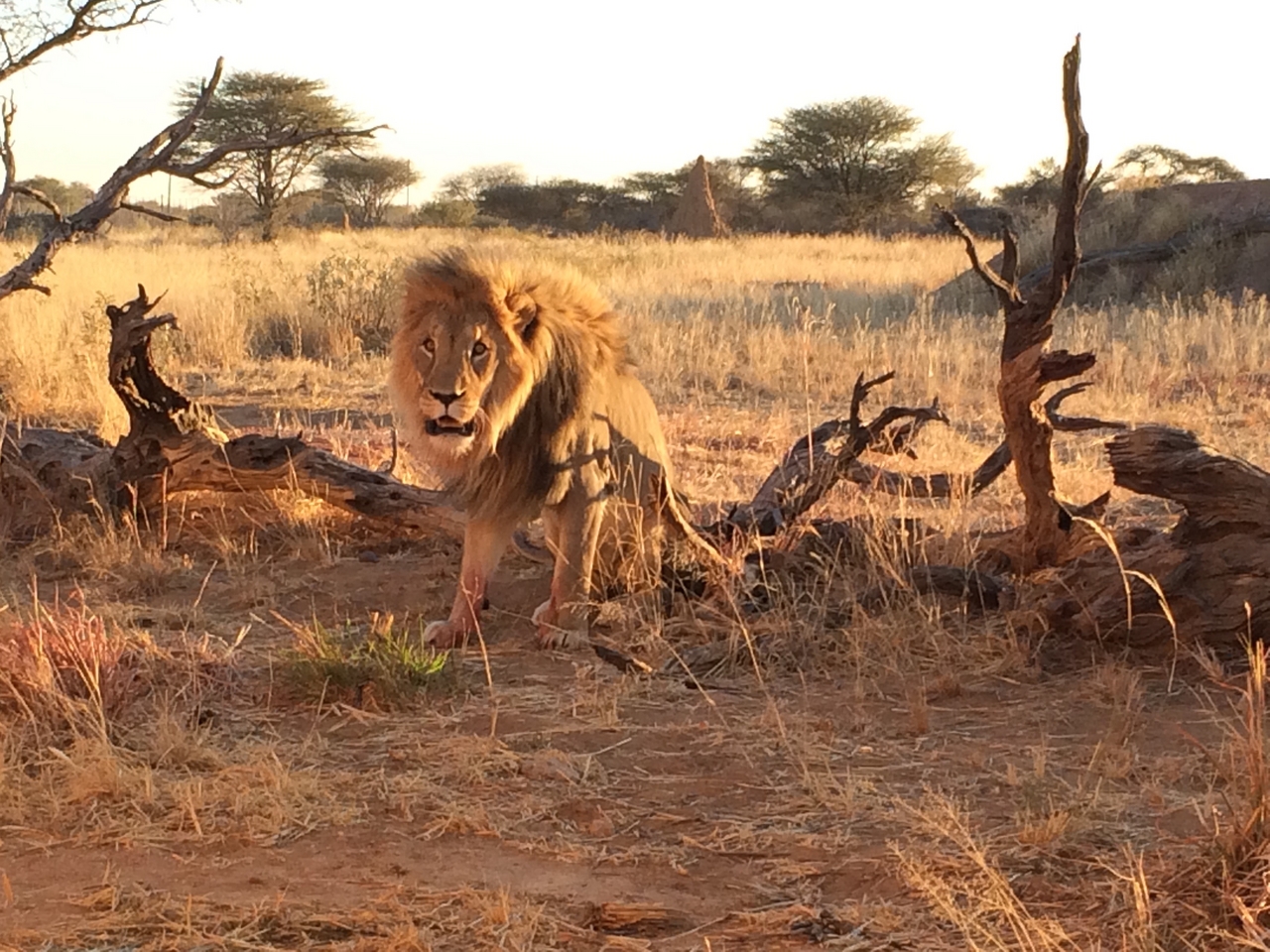 [8512] 2016_06_23_11_54_34_Africa_iPhone_5s_IMG_8241_06020.jpg