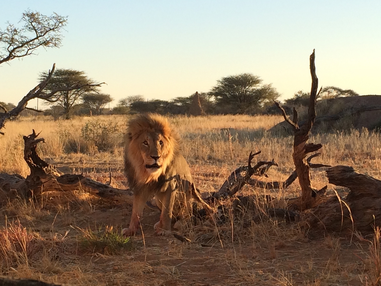 [8555] 2016_06_23_11_54_45_Africa_iPhone_5s_IMG_8243_00410.jpg