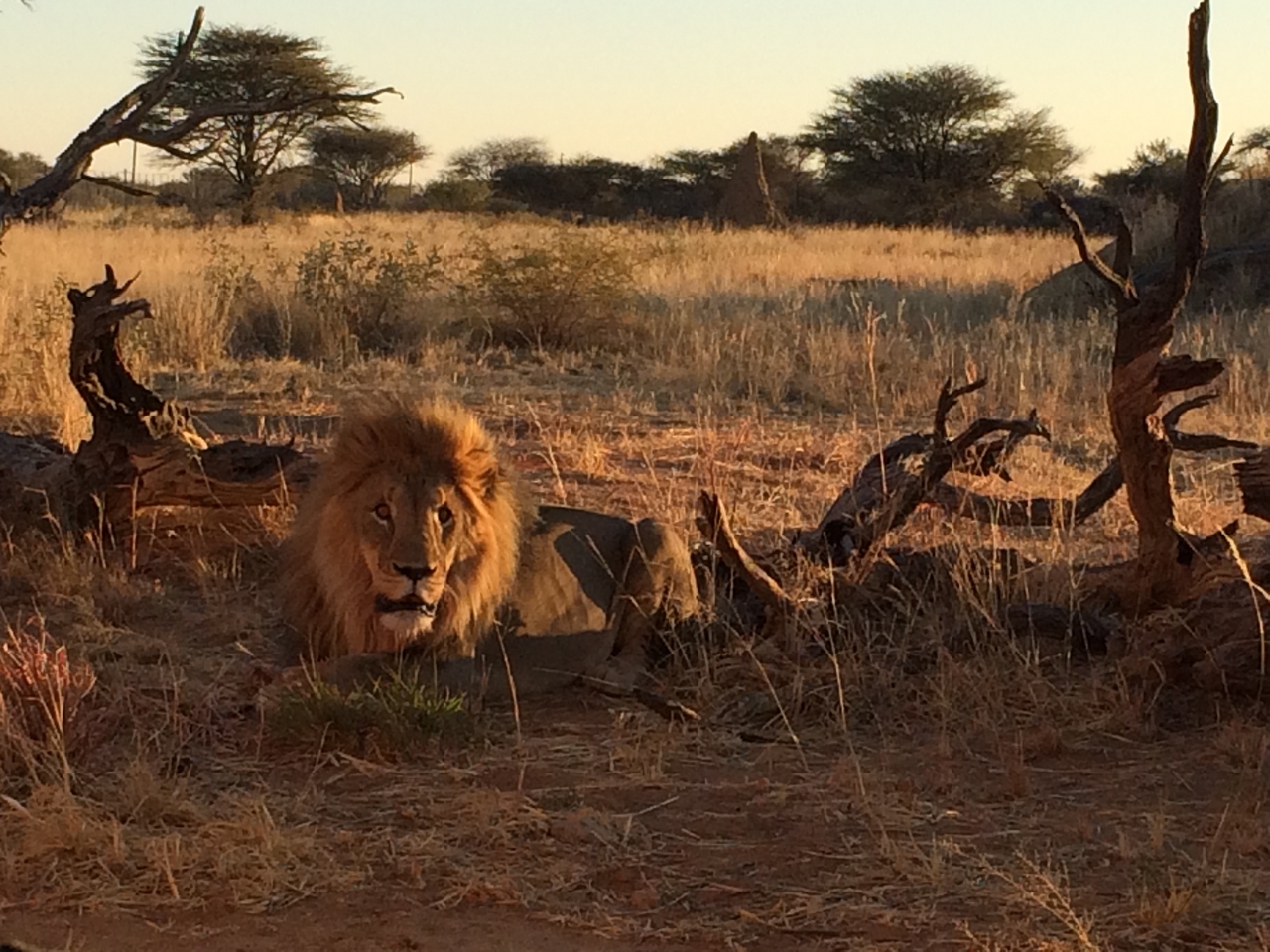 [8686] 2016_06_23_11_56_15_Africa_iPhone_5s_IMG__00415.jpg