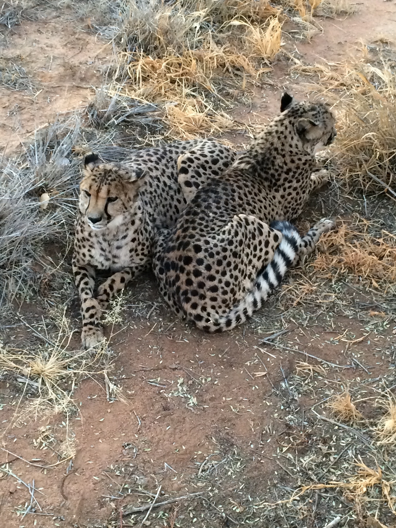 [8930] 2016_06_23_12_26_26_Africa_iPhone_5s_IMG__00421.jpg