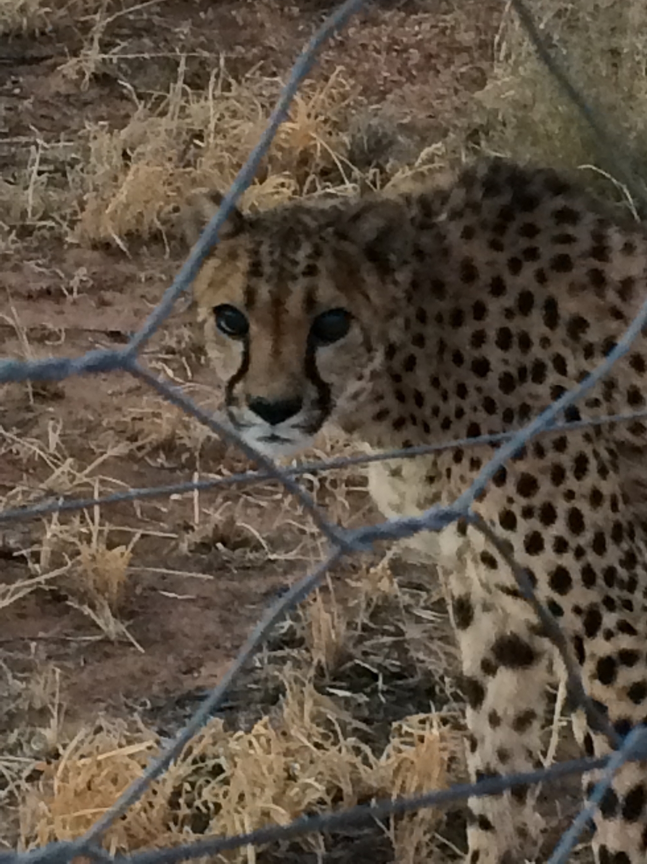 [8936] 2016_06_23_12_27_47_Africa_iPhone_5s_IMG_8256_00424.jpg