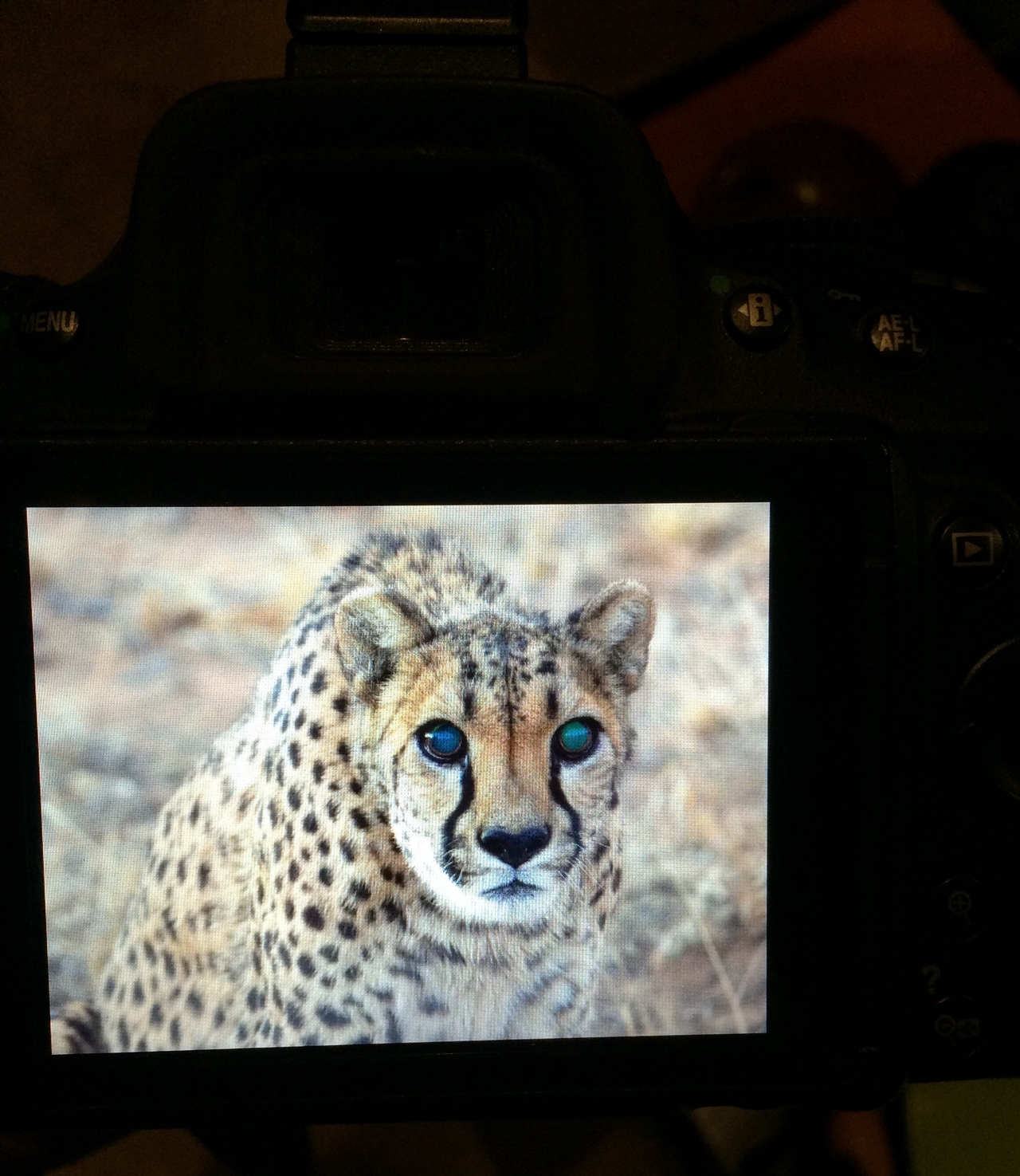 [8976] 2016_06_23_12_56_19_Africa_iPhone_5s_IMG_8266_00444.jpg