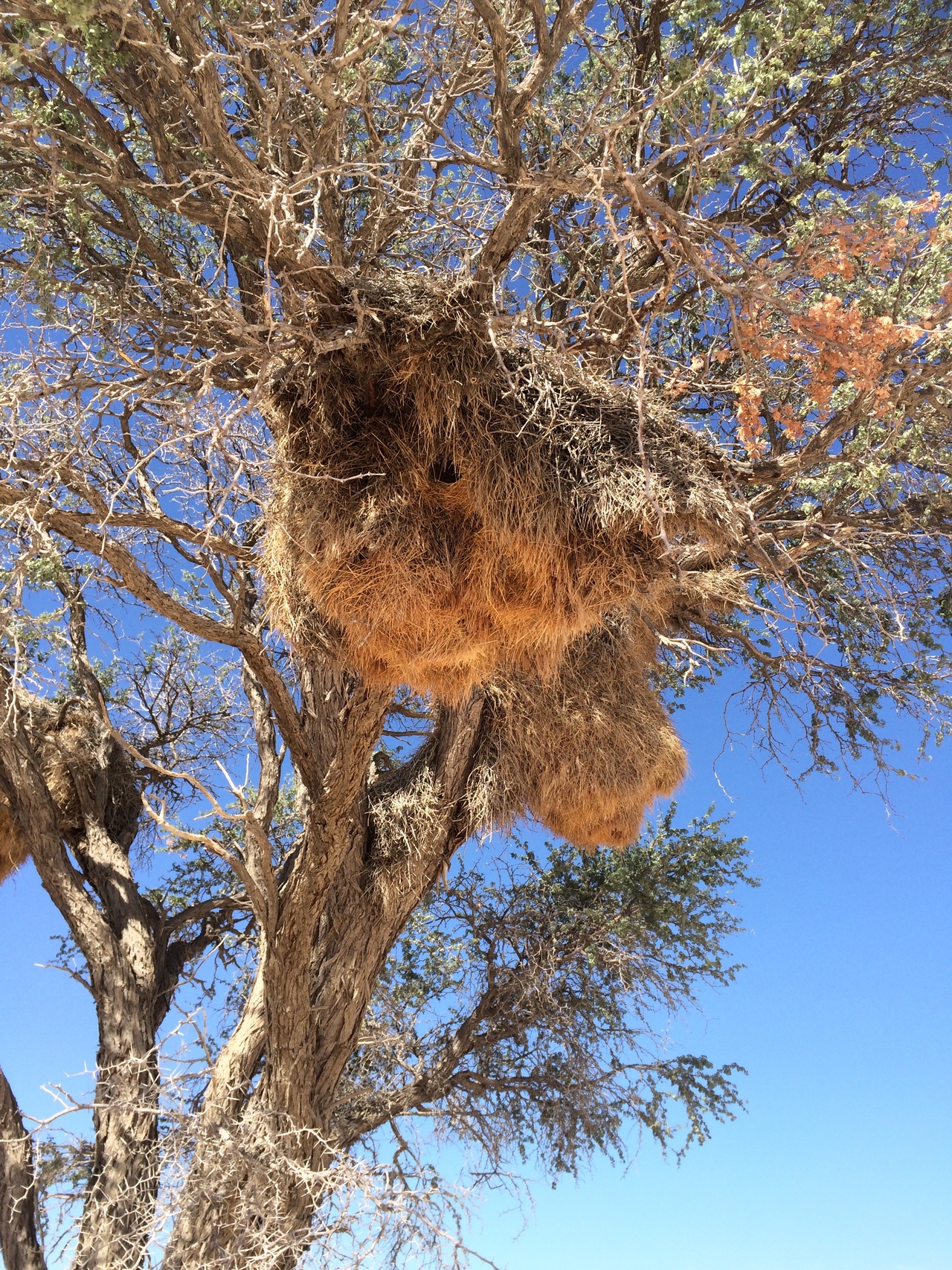 [16390] 2016_06_26_06_17_17_Africa_iPhone_5s_IMG__00611.jpg