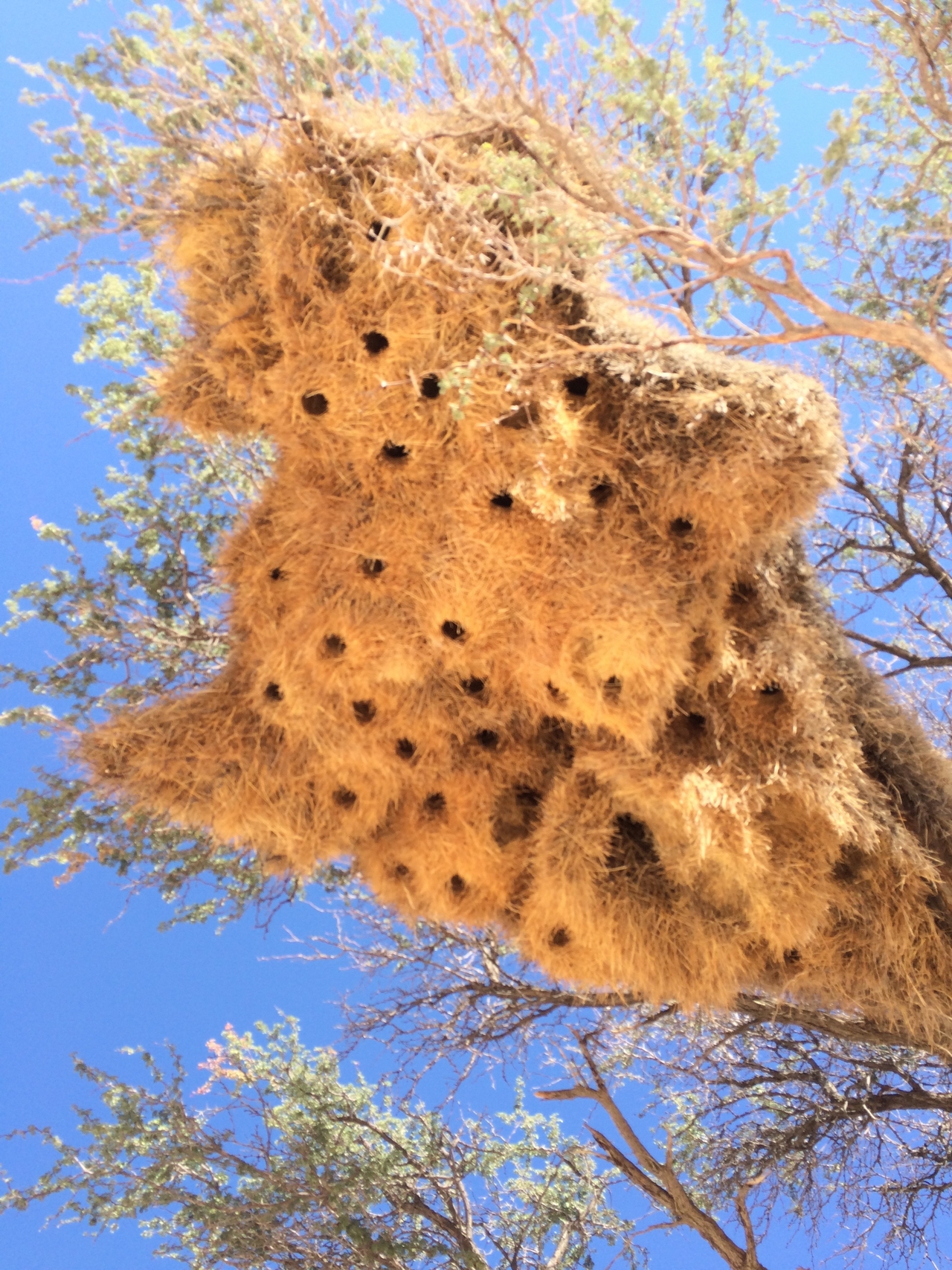 [16400] 2016_06_26_06_17_52_Africa_iPhone_5s_IMG_8391_00616.jpg