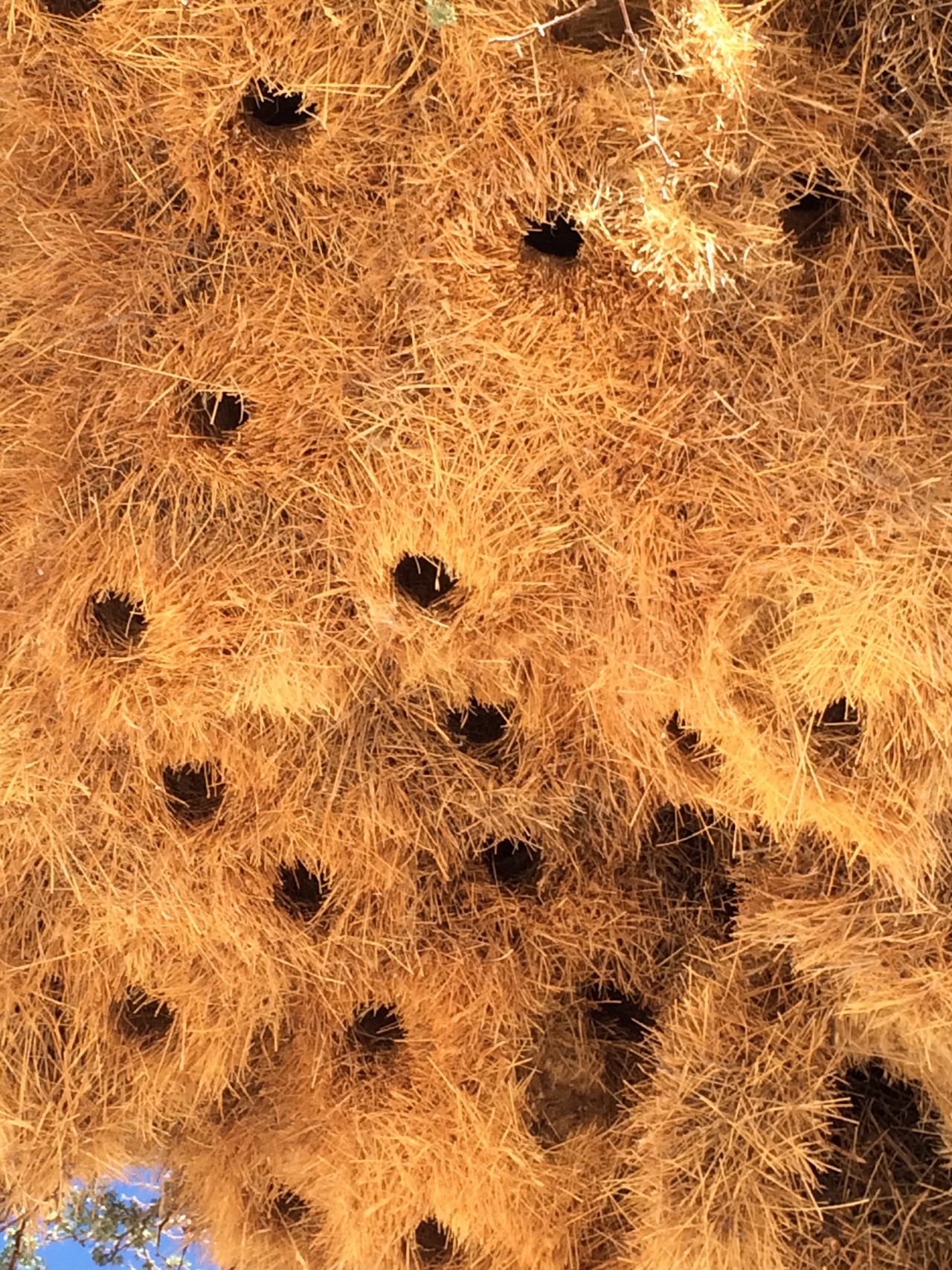 [16405] 2016_06_26_06_17_56_Africa_iPhone_5s_IMG_8392_06232.jpg