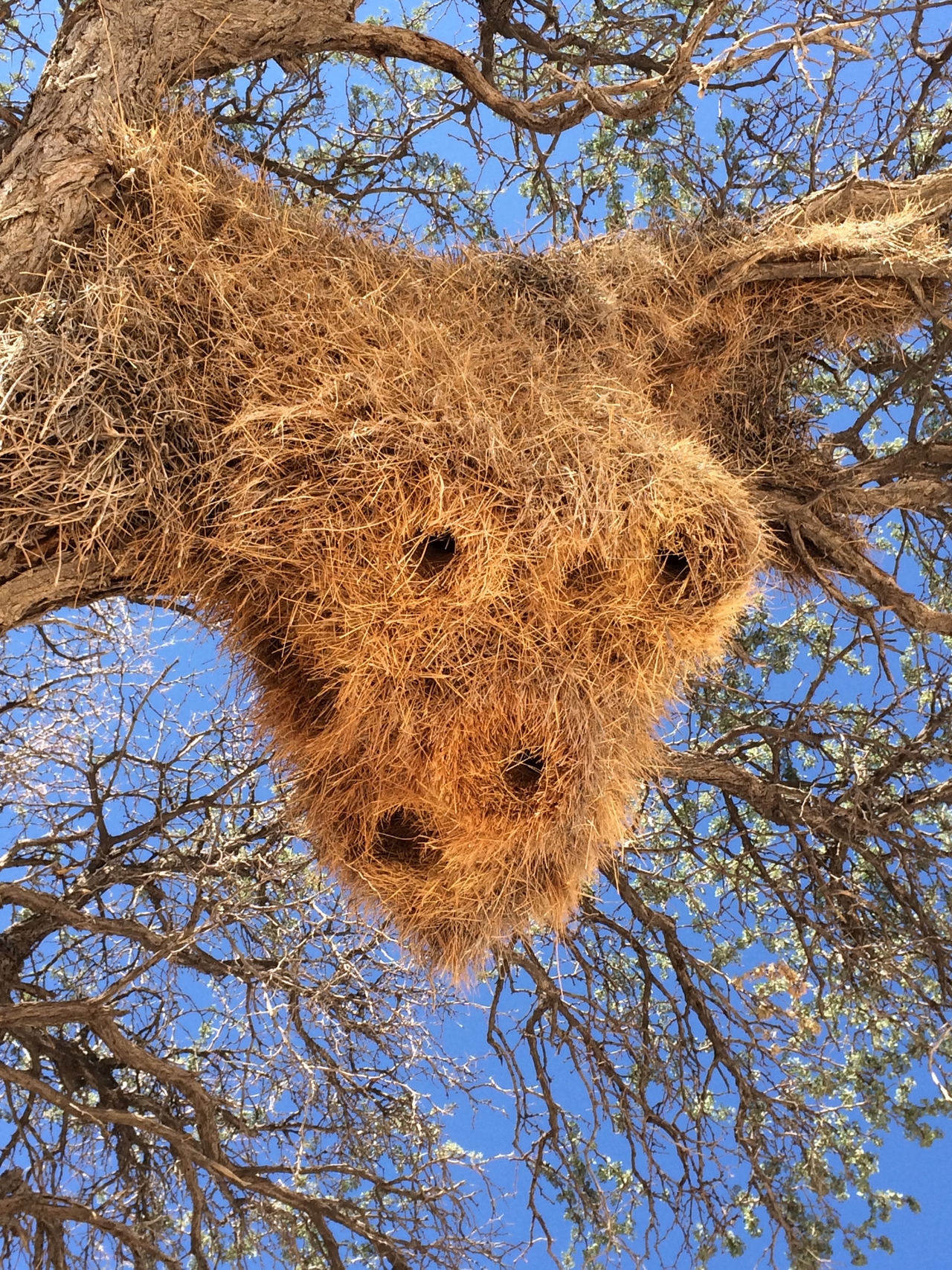 [16409] 2016_06_26_06_18_18_Africa_iPhone_5s_IMG_8393_06234.jpg