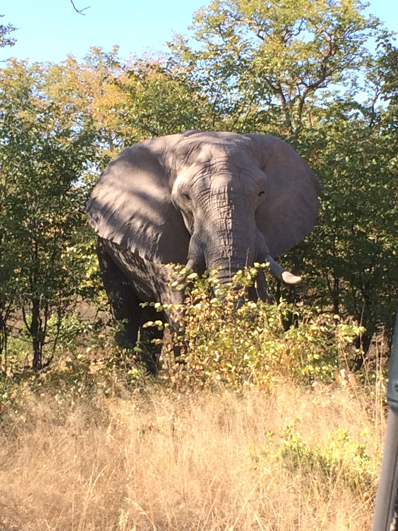 [17071] 2016_06_27_09_26_10_Africa_iPhone_5s_IMG__06334.jpg