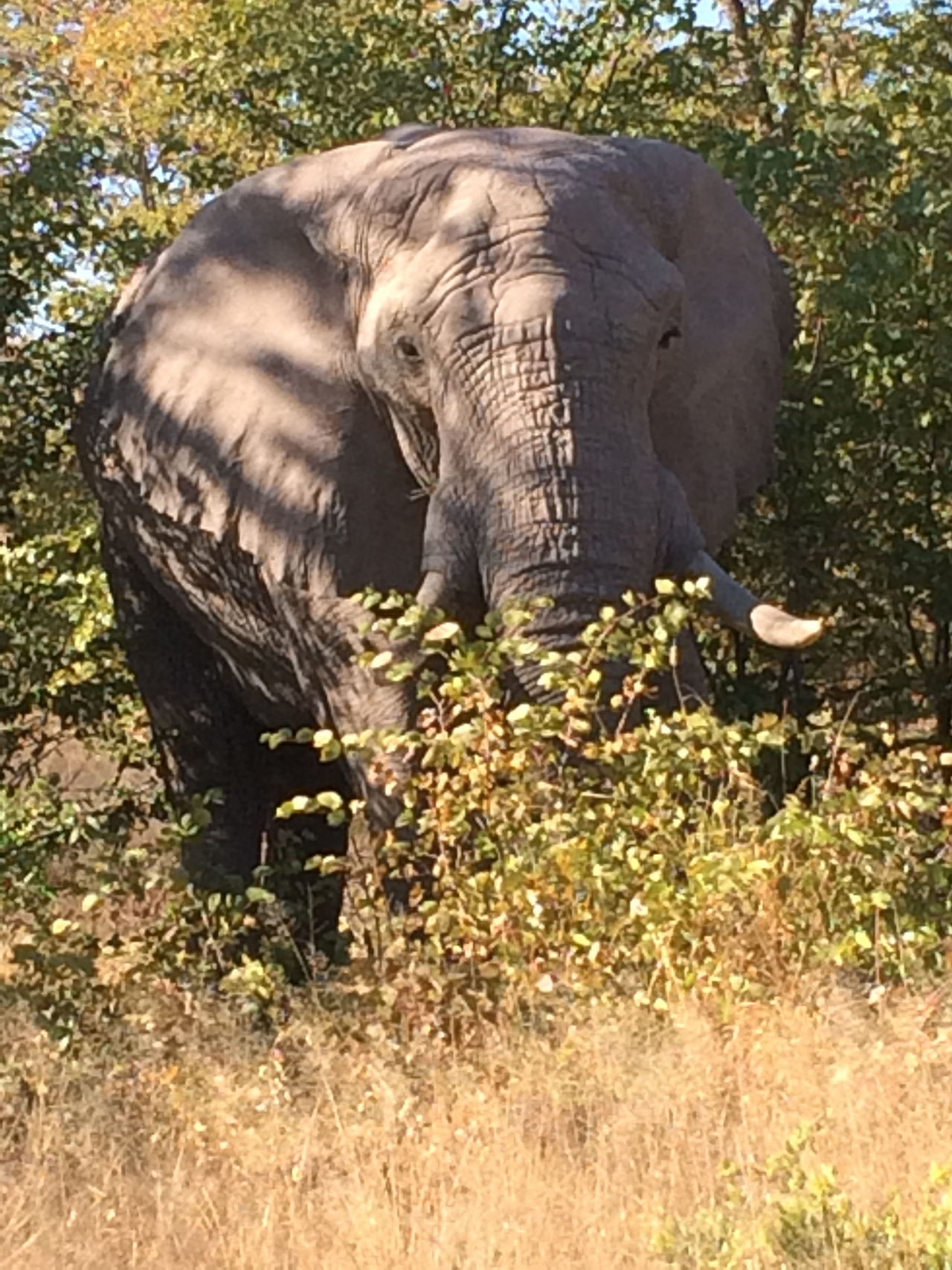 [17102] 2016_06_27_09_26_23_Africa_iPhone_5s_IMG__06344.jpg