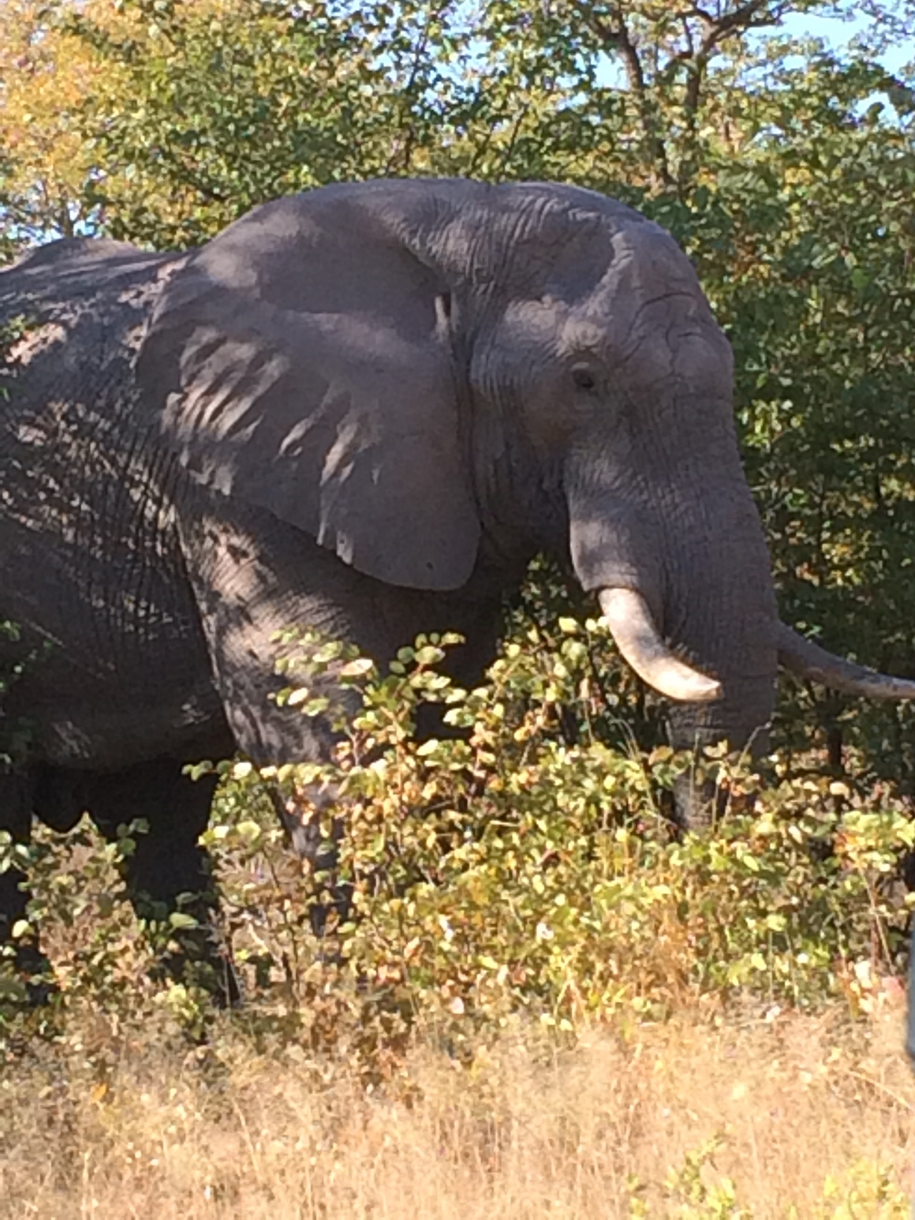 [17112] 2016_06_27_09_26_43_Africa_iPhone_5s_IMG__00736.jpg