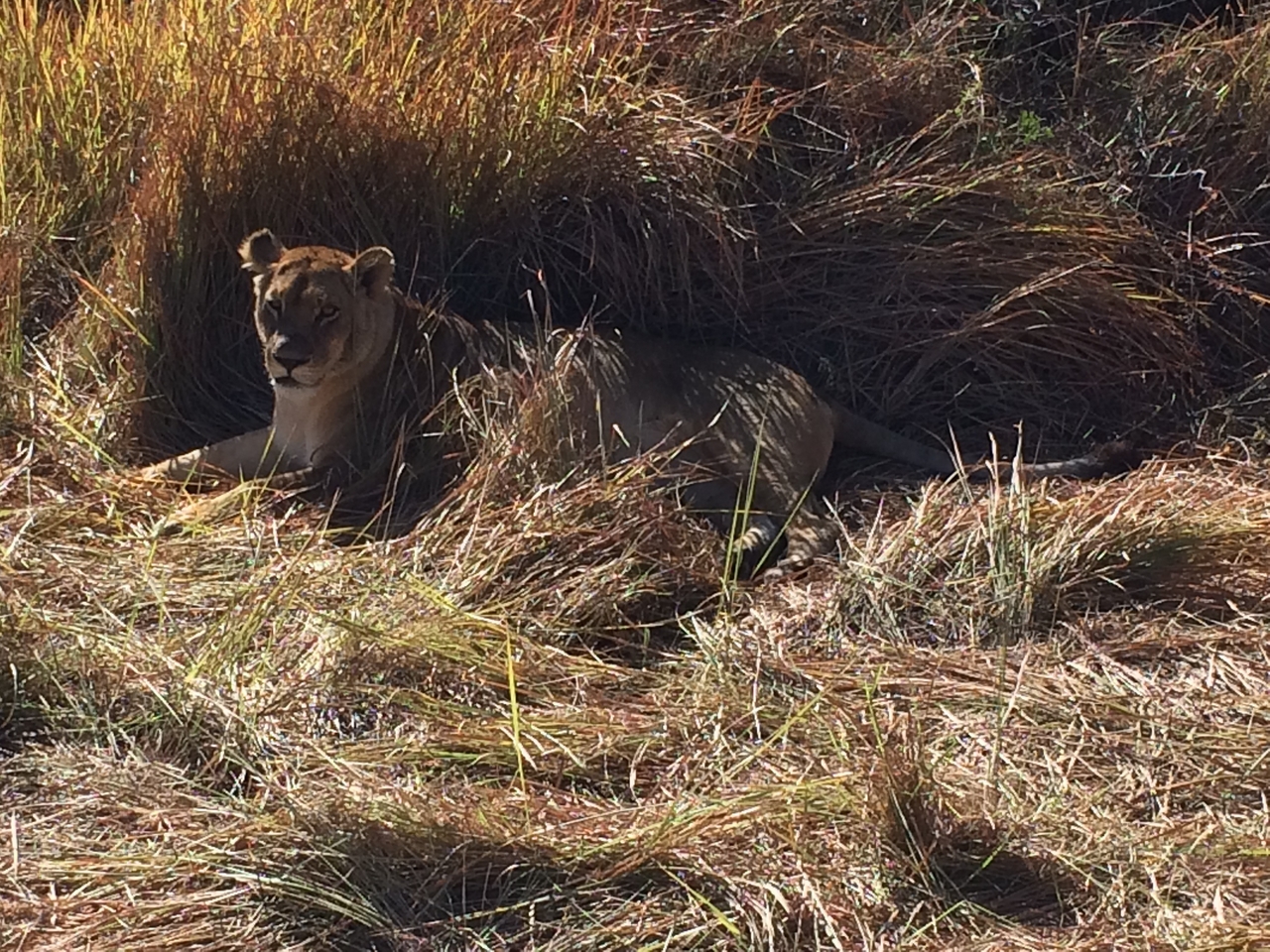 [18814] 2016_06_28_04_18_05_Africa_iPhone_5s_IMG_8474_06371.jpg