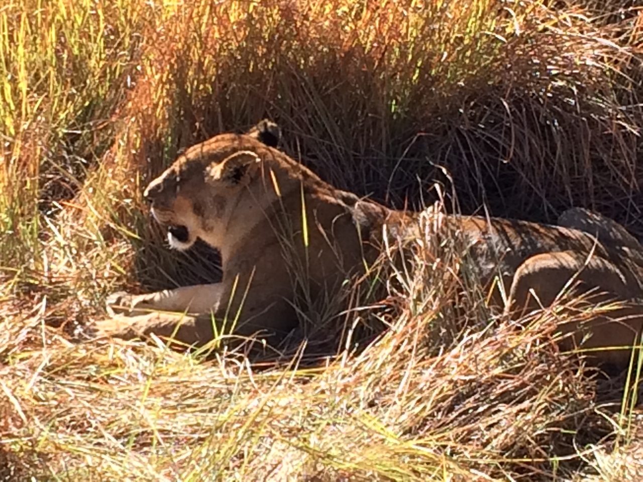 [18992] 2016_06_28_04_21_05_Africa_iPhone_5s_IMG__06376.jpg